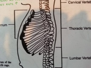 Pretty horizontal right? We we ("grown-ups") take a nice big breath our chest expands and the ribs move upward to be more horizontal ... but babies, they are already there. (silly babies)